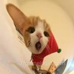 Avatar de Raúl Flores